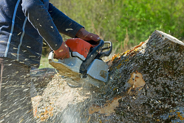 Best Tree Preservation Services  in Columbia, KY